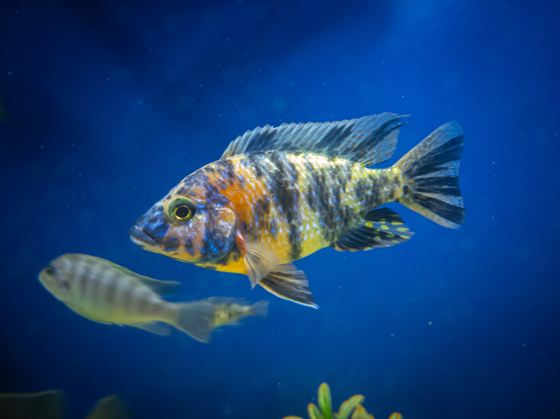 OB Peacock cichlid in African cichlid tank