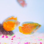 Sand or Gravel: Unveiling the Perfect Substrate for Dwarf Gouramis