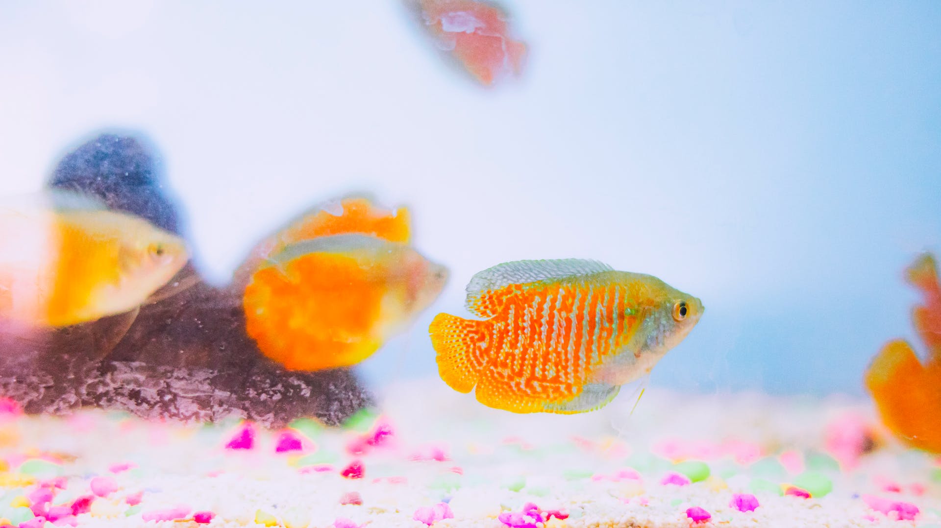 Two male dwarf gouramis swimming close to a fine gravel aquarium substrate