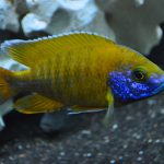 Peacock Cichlids: A Splash of Color in Your Aquarium